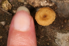 Crepidotus subfulviceps