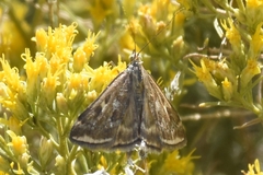Loxostege munroealis