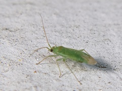 Orthotylus