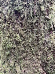 Pseudisothecium stoloniferum