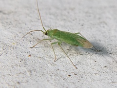 Orthotylus