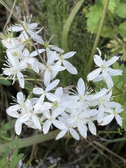 Clematis flammula