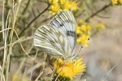 Pontia occidentalis