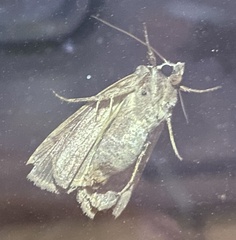 Xestia normanianus