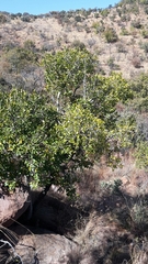 Canthium suberosum