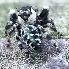 Phidippus otiosus