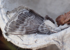 Tolype velleda
