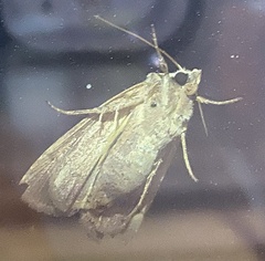 Xestia normanianus
