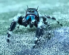 Phidippus otiosus