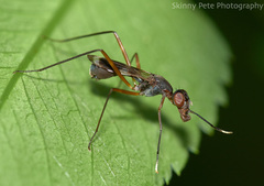 Taeniaptera trivittata