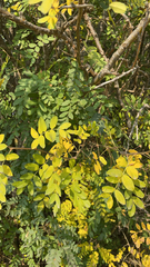 Caragana arborescens