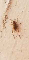 Anaxipha exigua