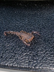 Vaejovis carolinianus