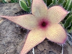 Stapelia gigantea