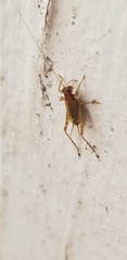 Anaxipha exigua