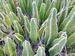 Stapelia gigantea