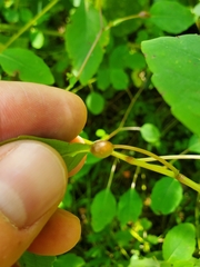 Neolasioptera impatientifolia