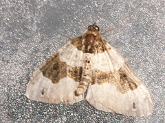 Cosmorhoe ocellata