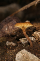 Crepidotus subfulviceps