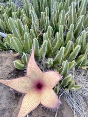 Stapelia gigantea