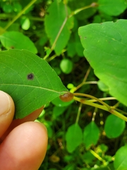 Neolasioptera impatientifolia
