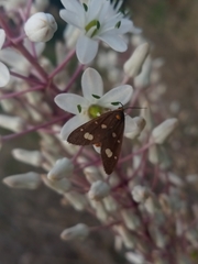 Dysauxes famula