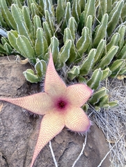 Stapelia gigantea