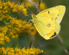 Colias