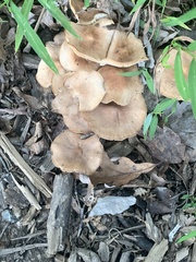 Desarmillaria tabescens