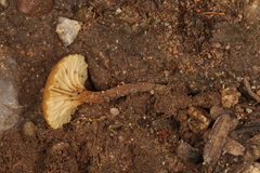 Crepidotus subfulviceps