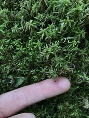 Sphagnum girgensohnii
