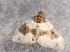 Cosmorhoe ocellata