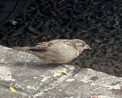 Passer domesticus