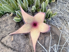 Stapelia gigantea