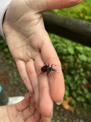 Scaphinotus angusticollis