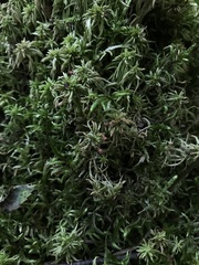 Sphagnum girgensohnii