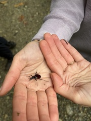 Scaphinotus angusticollis