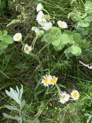 Erigeron glabellus pubescens