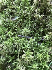 Sphagnum girgensohnii