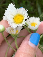 Erigeron glabellus pubescens