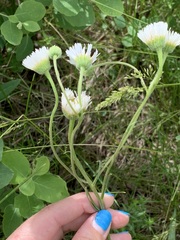 Erigeron glabellus pubescens