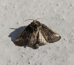 Rifargia subrotata