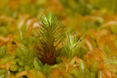 Polytrichum strictum