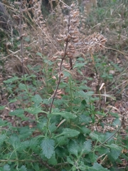 Teucrium