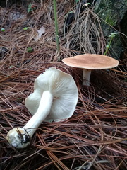 Leucopaxillus gentianeus