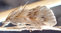Cynaeda dentalis
