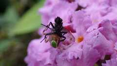 Ebrechtella tricuspidata