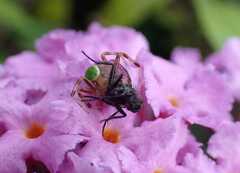 Ebrechtella tricuspidata