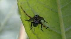 Ebrechtella tricuspidata