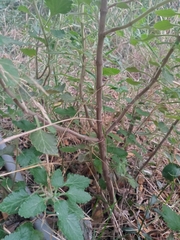 Teucrium